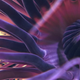 Illustration for article titled Stunning Footage Captures Never Before Seen Deep Ocean Creatures